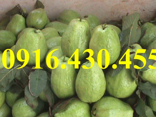 Cây giống ổi đài loan